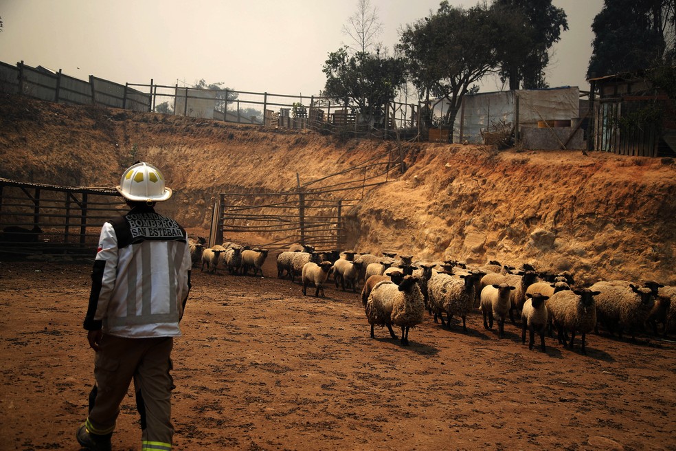 Uma equipe de resgate salva animais durante um incêndio florestal nas colinas da comuna de Quilpe, região de Valparaíso, Chile. — Foto: JAVIER TORRES/AFP