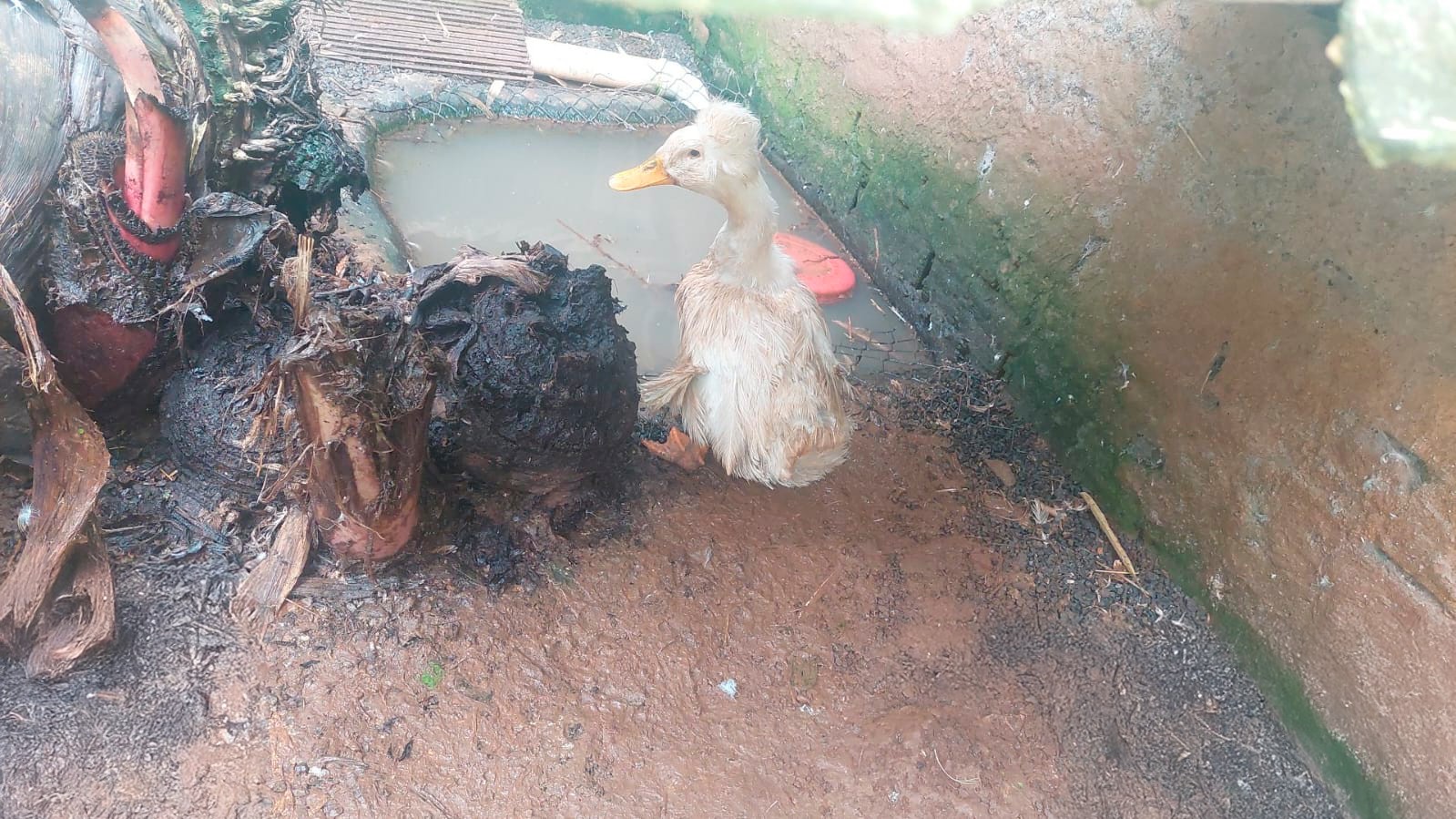 Zoológico Clandestino em SC é Interditado e Anuncia Fechamento