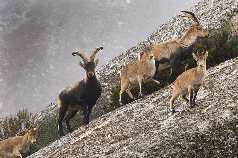 Como cabras 