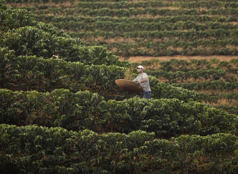 Produtores de café brasileiros têm nos EUA seu principal mercado — Foto: Márcia Foletto/Agência O Globo