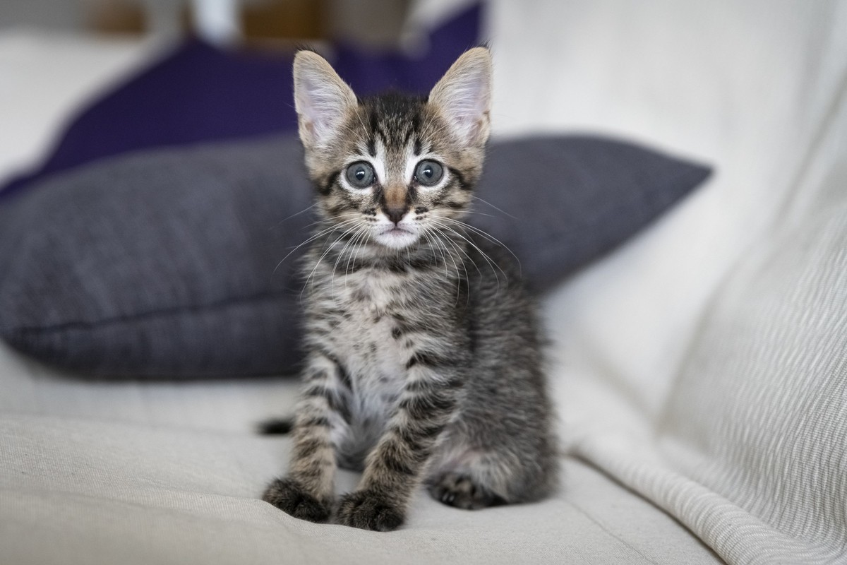Um guia completo para receber o seu primeiro gato em casa: cuidados ...