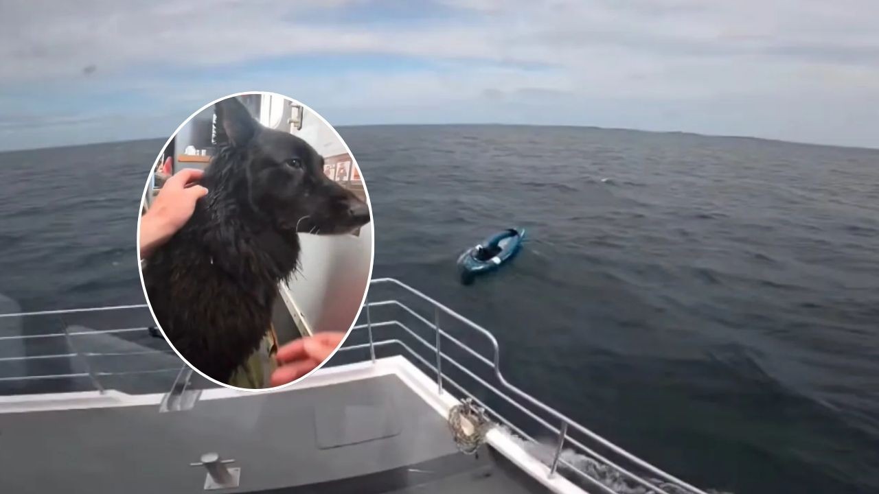 Cão à deriva em caiaque é resgatado após percorrer quase 5 k