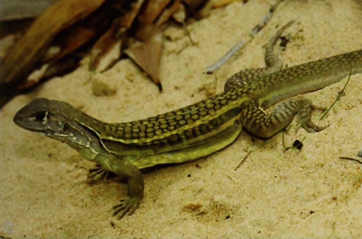 Lagarto Leiolepis ngovantrii foi descoberto no Vietnã, reproduz-se por clonagem sem machos e já era servido em restaurantes locais antes de ser identificado como nova espécie — Foto: Divulgação/Museum Koenig Bonn