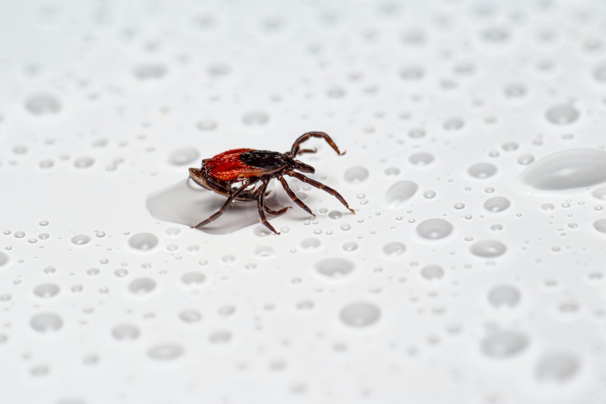 Foto Homem em pé na frente da fotografia do cavalo – Imagem de EUA grátis  no Unsplash