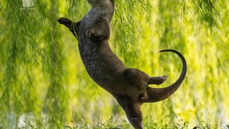 Lontra vira "professora de balé" com um arabesque gracioso — Foto: Divulgação/Otter Kwek