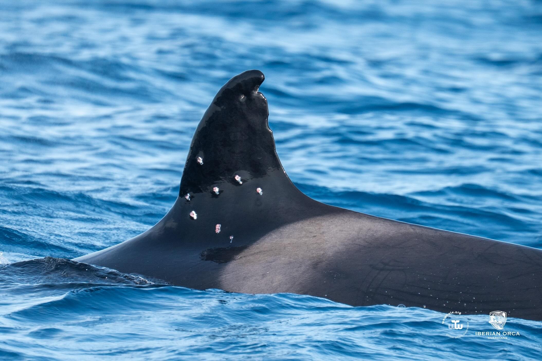 Orca conhecida por bater em barcos na Espanha e em Portugal é vista com ferimentos de arma de pressão