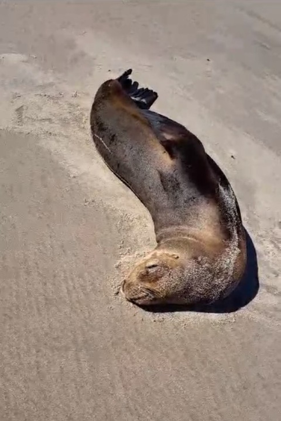 Animal morto em Santa Vitória do Palmar, no RS — Foto: Divulgação