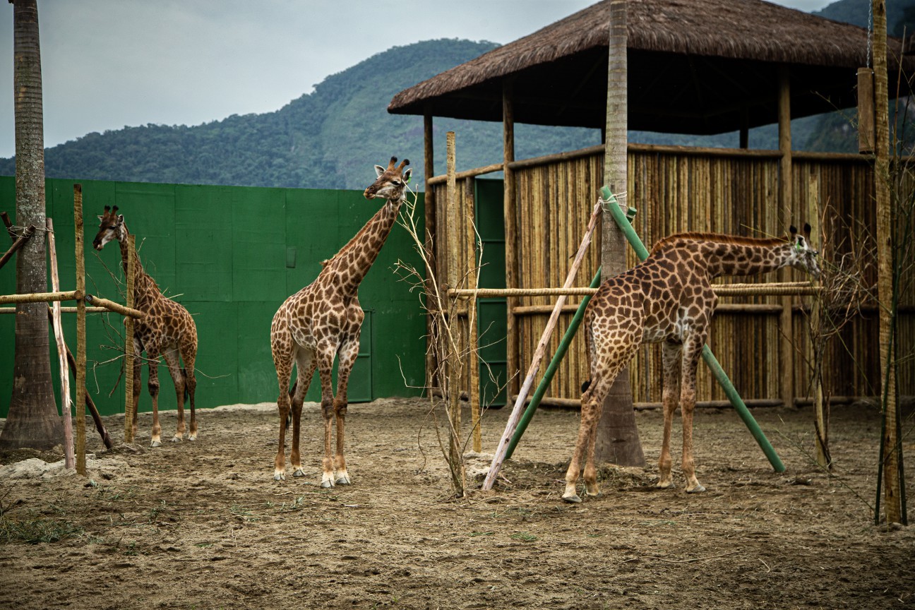 Girafas sul-africanas: MPF já colheu depoimentos de indiciados; animais estão em resort apesar da tutela do Ibama