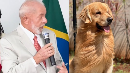 Cão Joca: governo Lula vai recomendar a Anac regulamentar transporte aéreo de animais
