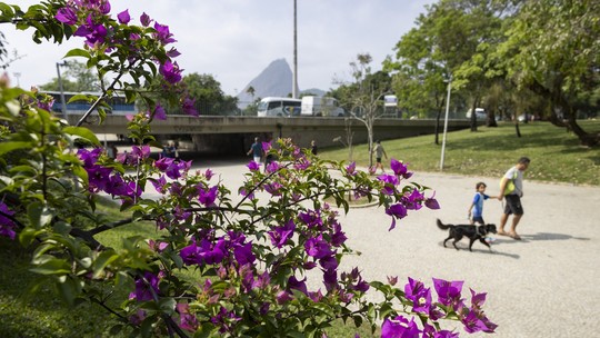 Oásis de flores: primavera chega dando novos tons a paisagem carioca; veja fotos