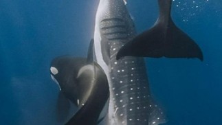 No Golfo da Califórnia, apesar de as orcas já serem observadas predando raias e tubarões menores, a inclusão dos tubarões-baleia como presas frequentes levanta a hipótese de uma especialização ecológica dessa população. — Foto: Kelsey Williamson