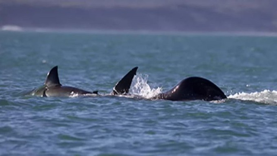 Ataque De Baleia Orca