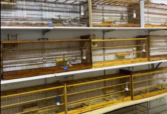 Polícia Civil detém 49 pessoas por rinhas de aves e maus-tratos no centro de São Paulo