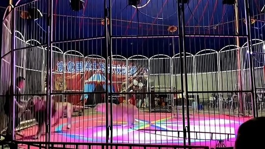 Vídeo: Treinador escapa de jaula após ser atacado por leão de circo na China