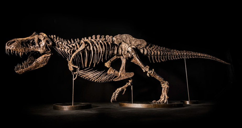 Esqueleto de Tiranossauro Rex será leiloado na Suíça, Mundo