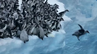 Bebês pinguins se jogam de penhasco de 15 metros de altura para nadar pela primeira vez, na Antártica; veja vídeo — Foto: Reprodução/NatGeo
