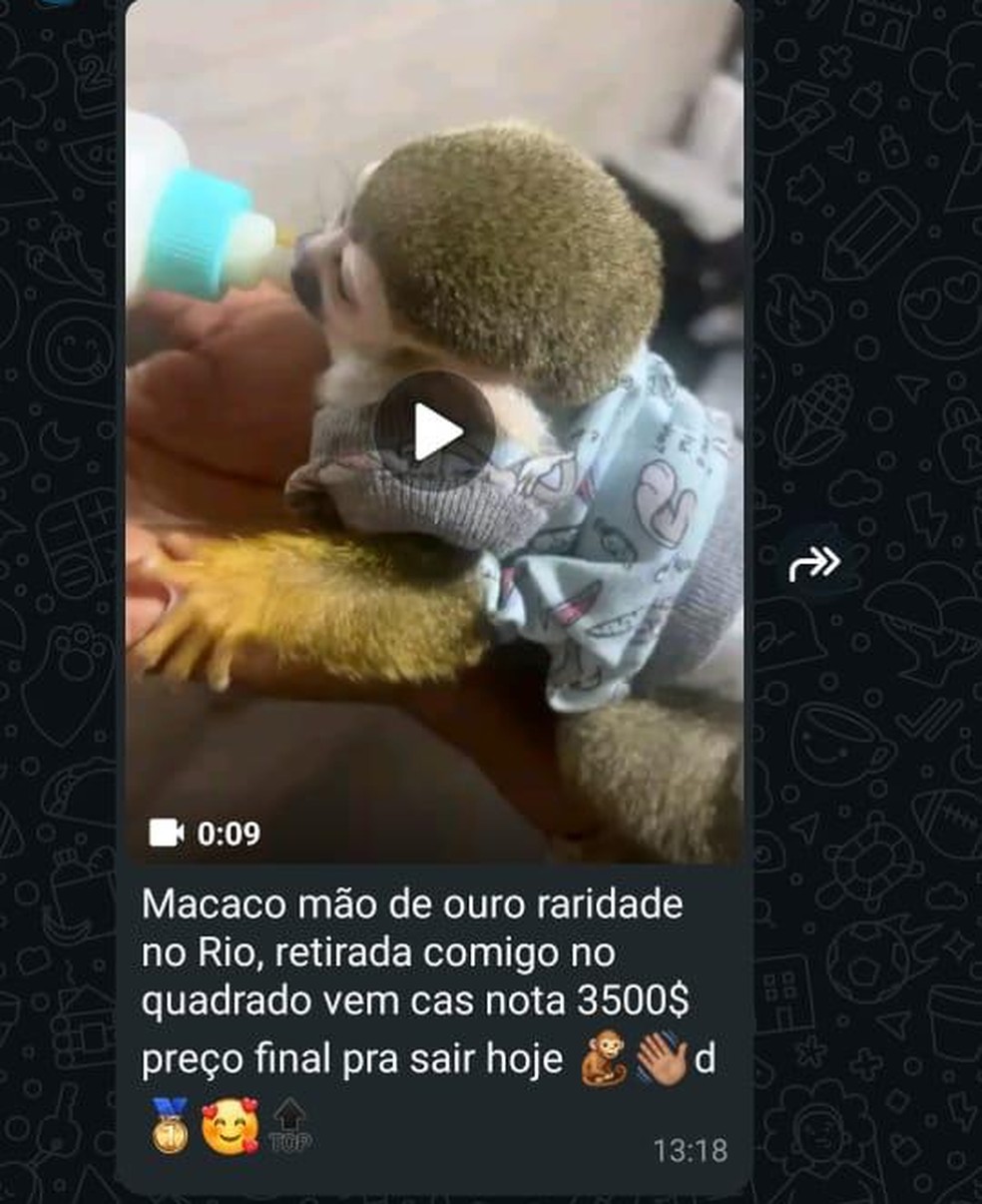 Numa das conversas, os traficantes de animais oferecem um macaco mão-de-ouro — Foto: Reprodução