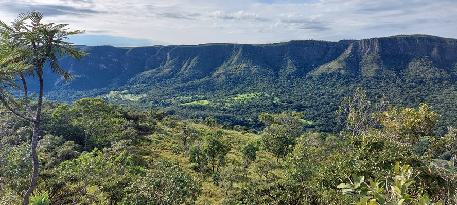 Área arborizada de cerrado, bioma que já perdeu 46% da cobertua original no Brasil