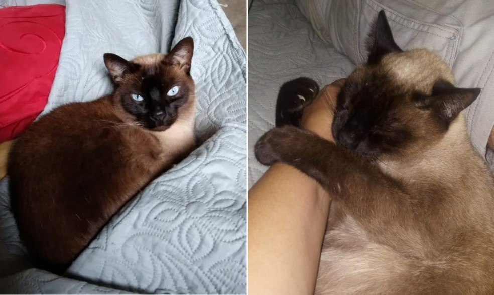 Colagem com fotos do Kiba - ou Kibacana para os mais íntimos - o gatinho siamês de Lucimere Mazurec que a inspirou a abrir o Museu do Gato. — Foto: Arquivo Pessoal