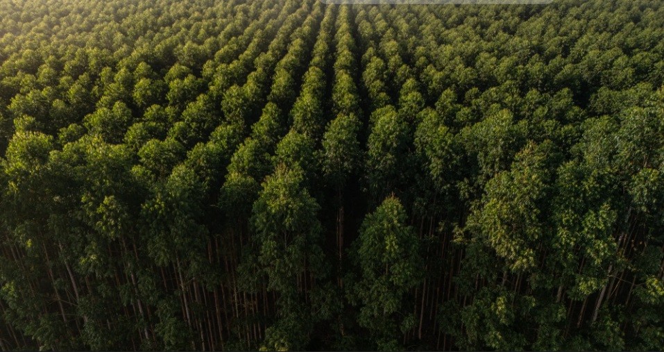 Empresa chilena planeja investir US$ 4,6 bi em projeto de celulose no Brasil