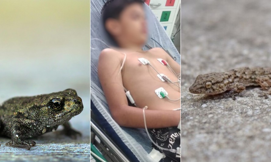 Criança foi internada em estado grave após comer lagartixa oferecida pela madrasta
