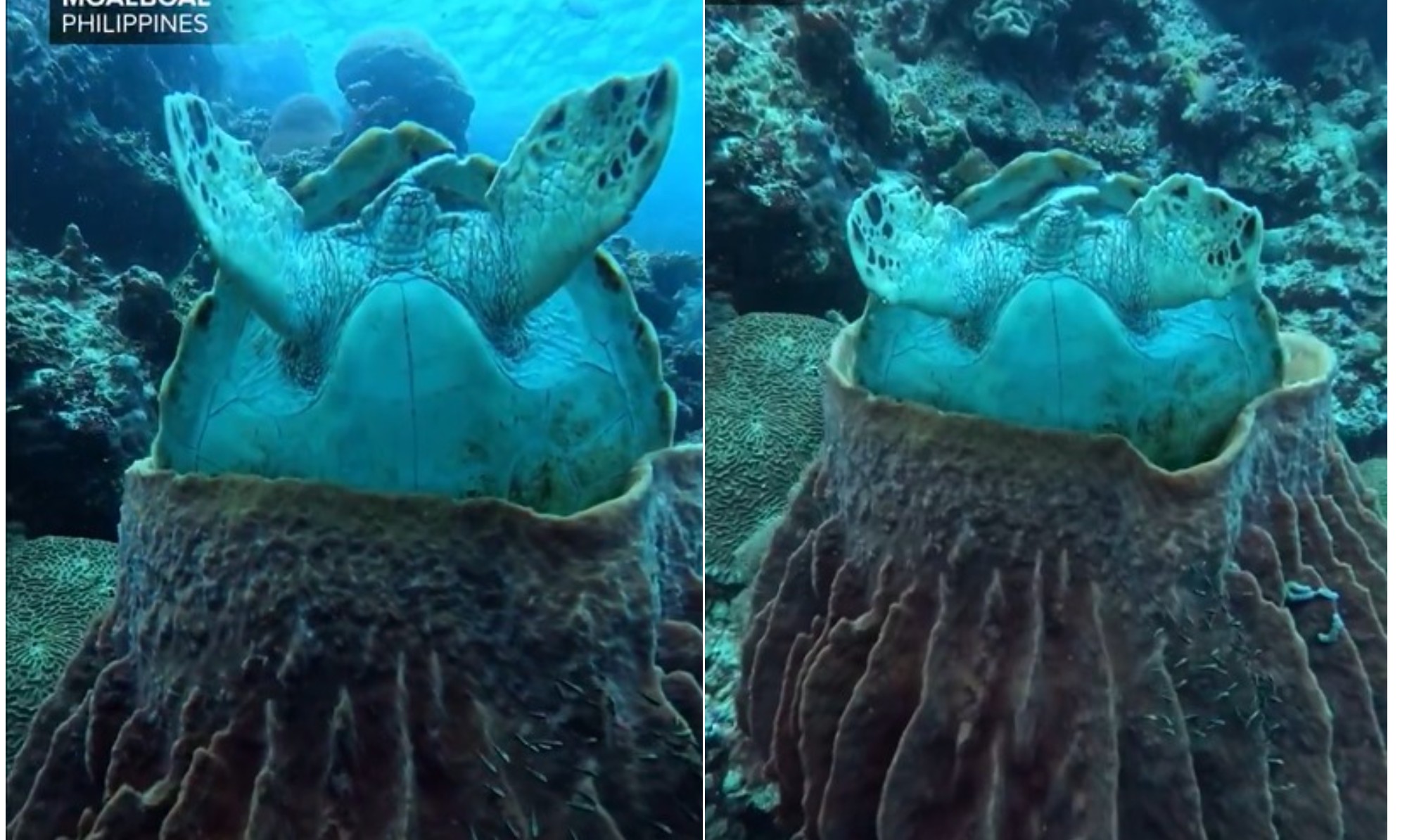 Tartaruga-marinha é flagrada dormindo de maneira 'inusitada' dentro de esponja gigante nas Filipinas; vídeo - Foto