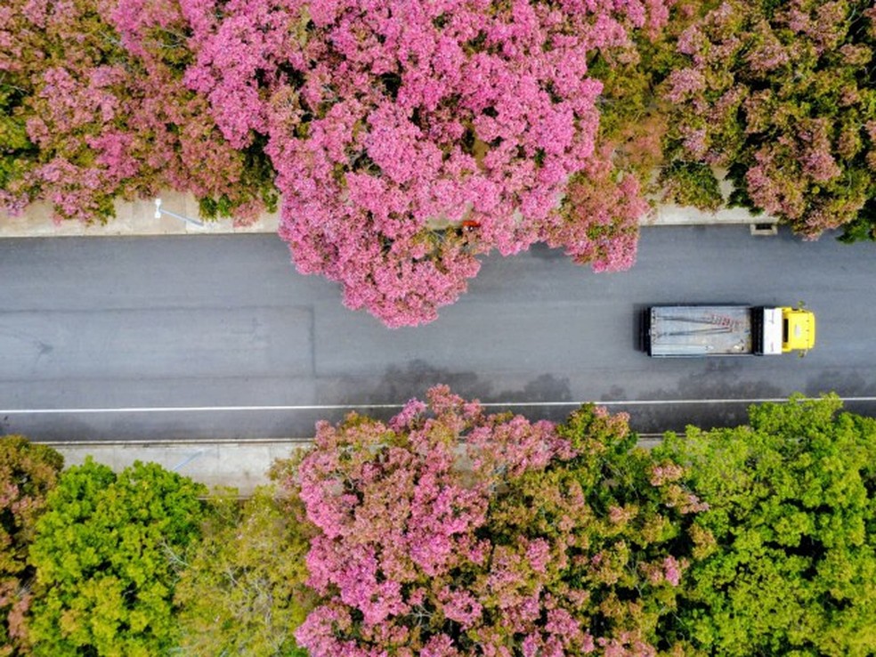 Sapucaias on the main road of Quinta da Boa Vista - Photo: Custodio Coimbra
