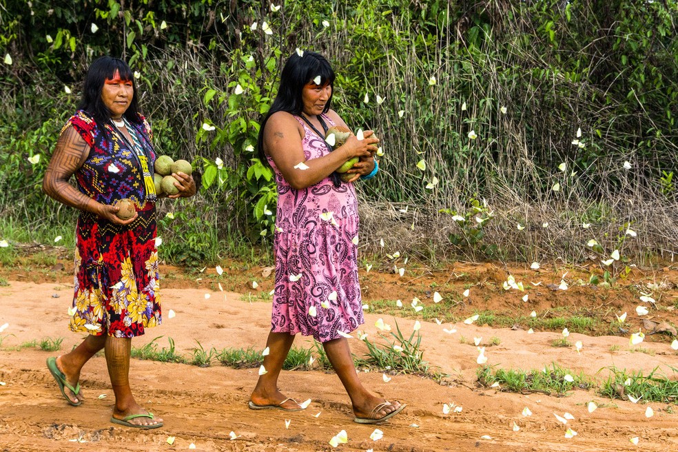Mulheres do povo Kisêdjê carregadas de pequis  na aldeia Ngôjwêrê, no Mato Grosso — Foto: Rogério Assis/ ISA