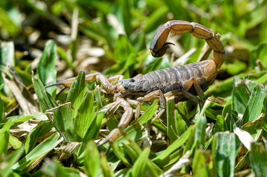 Escorpião da espécie Tityus serrulatus, também conhecido como escorpião amarelo