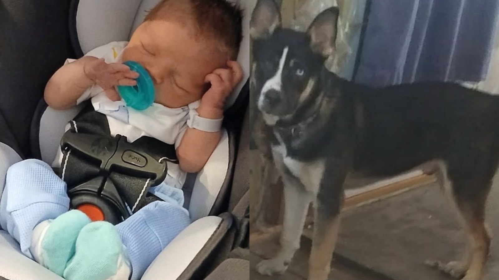 Pai é condenado a 16 anos após recém-nascido morrer em ataque de cachorro que causou mais de 180 ferimentos nos EUA - Foto