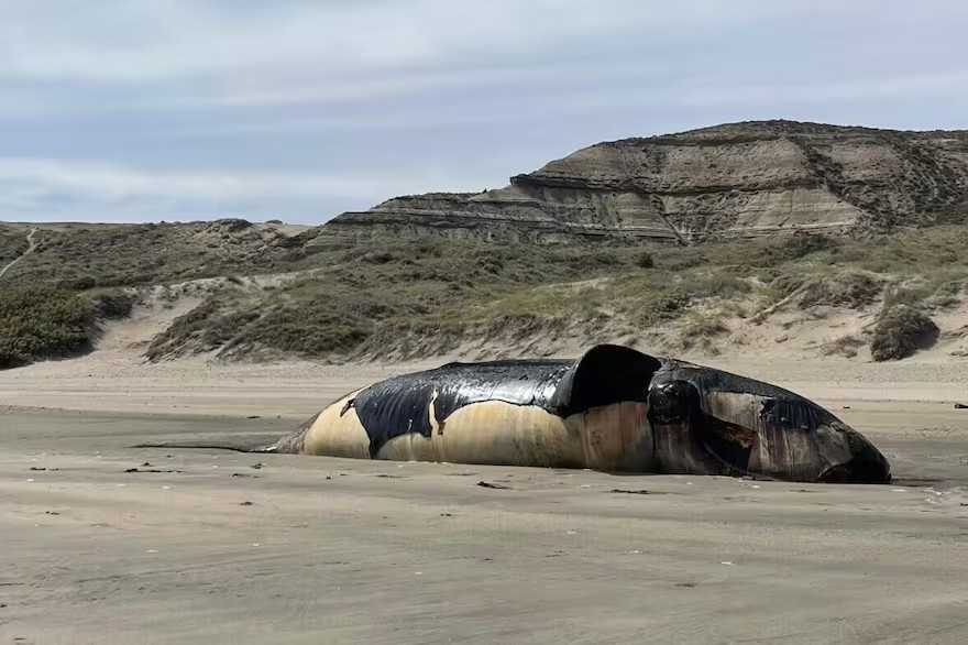 'Maré vermelha': mais de 70 baleias aparecem mortas na Argentina; entenda