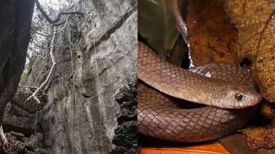 'Criatura estranha': Cientistas descobrem nova espécie de cobra que escala penhascos com seus dentes