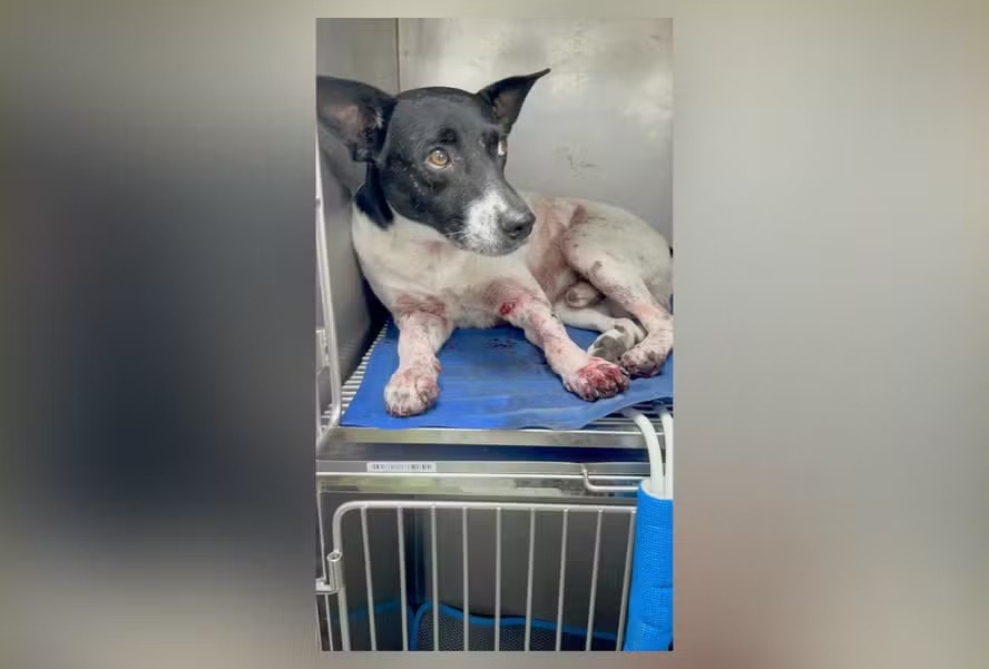 Cachorro é baleado no Morro do Turiaçu, na Zona Norte do Rio