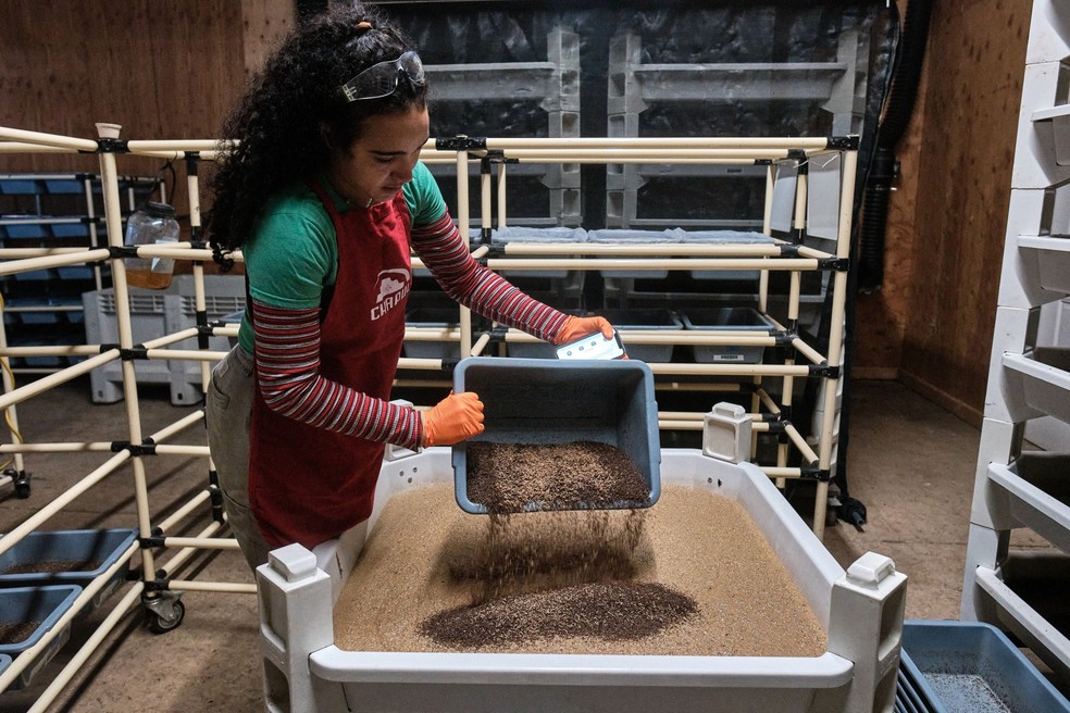 Funcionária da Chapul Farms mistura larvas de mosca-soldado-negro com matéria orgânica moída — Foto: Tojo Andrianarivo/Bloomberg