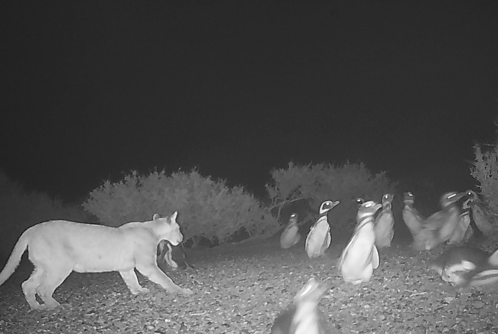 In Argentina, the return of pumas has brought top predators back to the landscape – much to the chagrin of penguins – Photo: Mitchell Serota/The New York Times