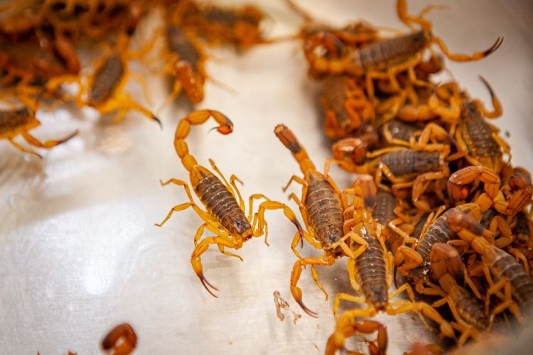 Picadas de escorpião crescem 350% no Brasil e chegam a 1,7 m