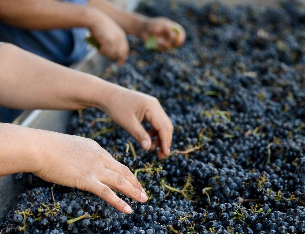 Seleção de uvas na chilena Haras de Pirque — Foto: Reprodução