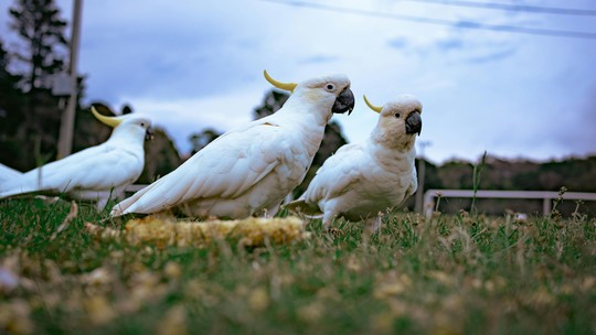 Papagaios sabem o que estão dizendo? Novo estudo tenta desvendar linguagem secreta dos animais