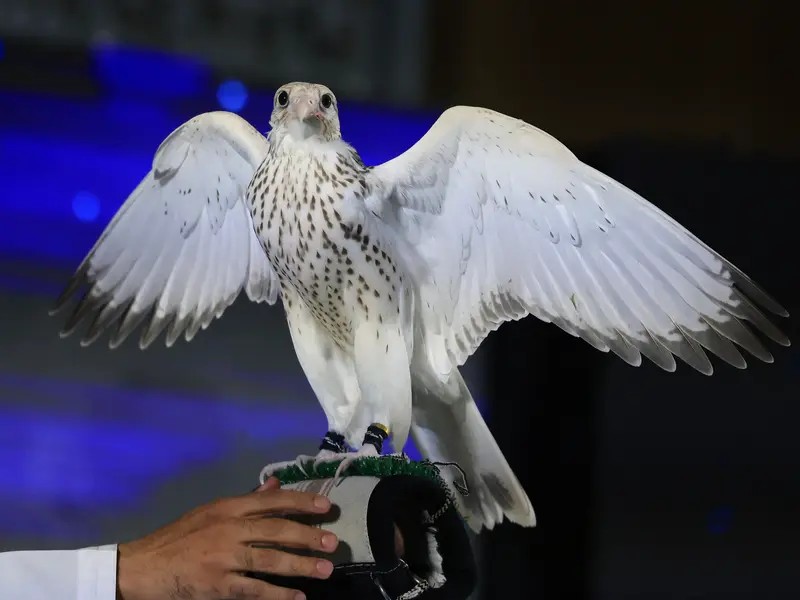 Leilão de falcões na Arábia Saudita conta com lance de até R$ 1,7 milhão por aves; entenda