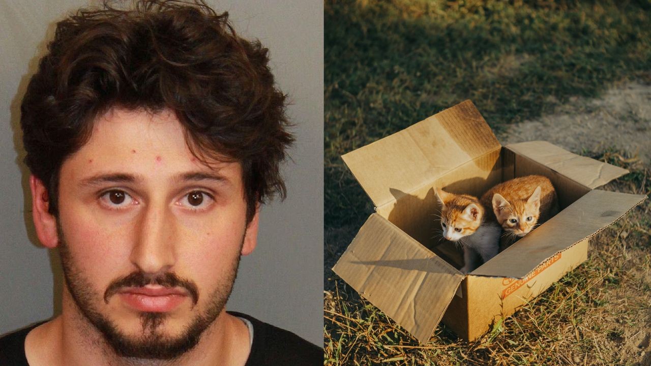 Homem é preso nos EUA após jogar cinco filhotes de gato pela janela de carro em movimento; animais morreram atropelados