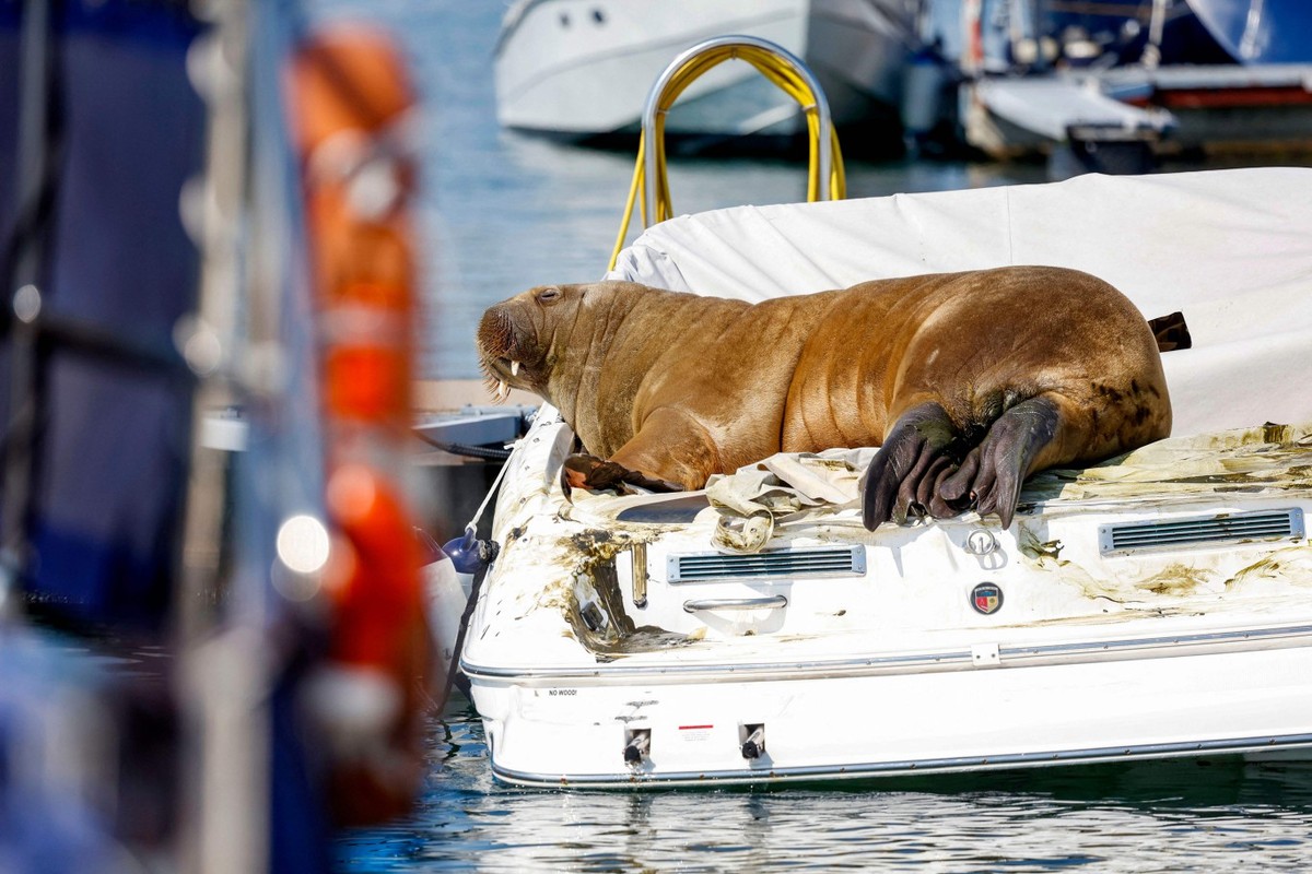 Dias após sacrifício da morsa Freya, noruegueses ainda criticam a decisão  do governo de matar o animal