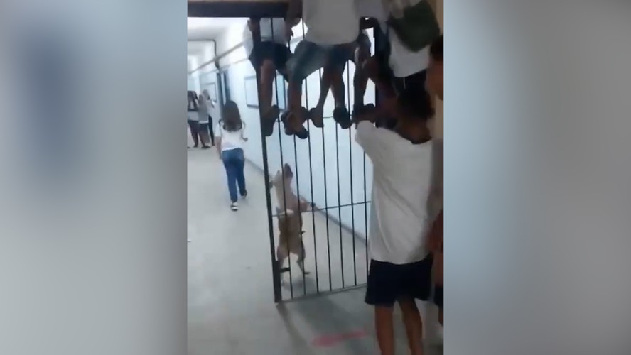 Pitbull invadiu escola no Complexo da Maré e assustou alunos, que tentavam fugir se pendurando nas grades de um portão