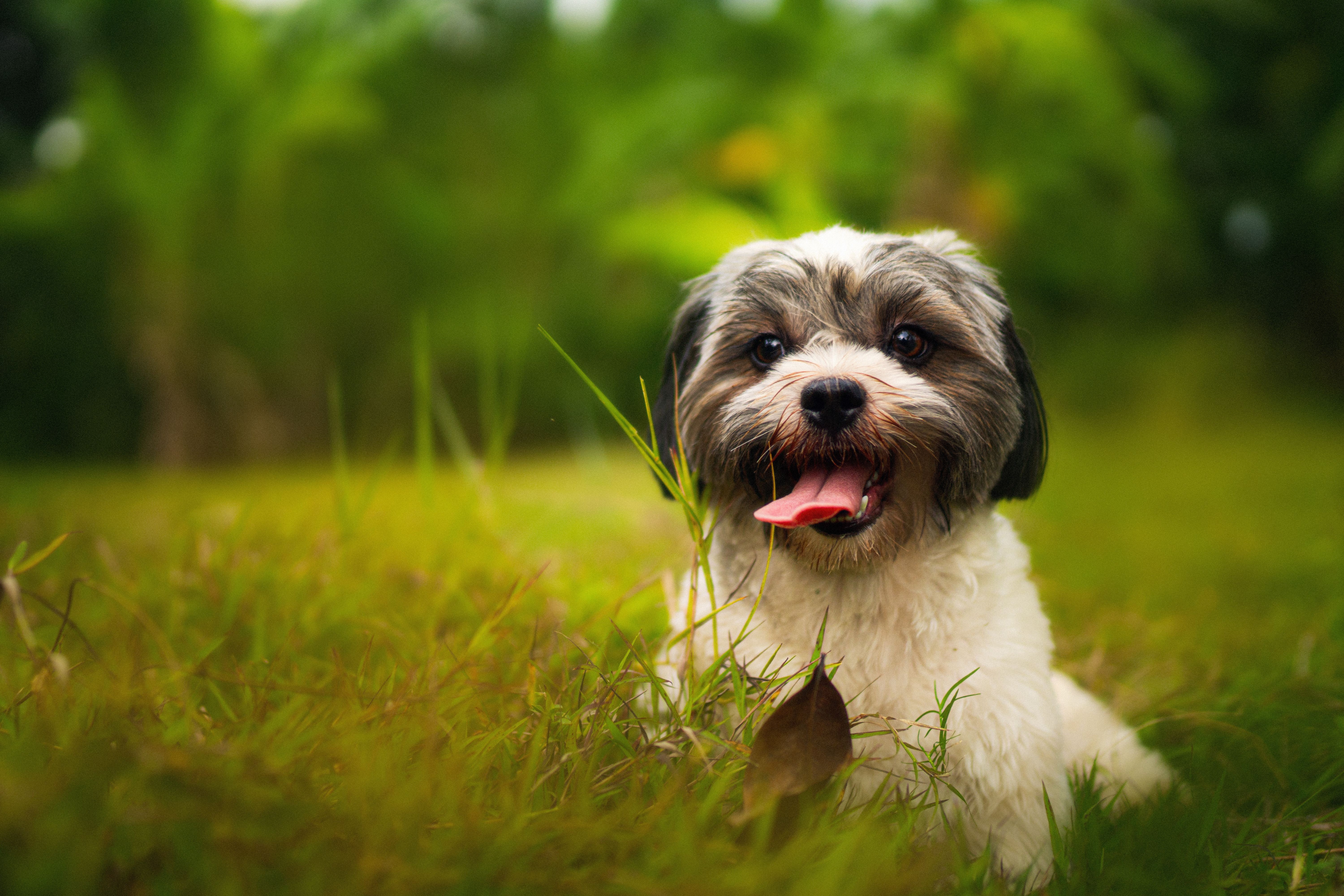 Cachorros comem grama: Tédio, instinto ou mal-estar?
