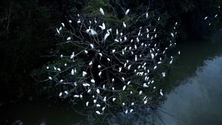 Área de proteção ambiental é um espaço para reprodução de várias espécies — Foto: Custodio Coimbra