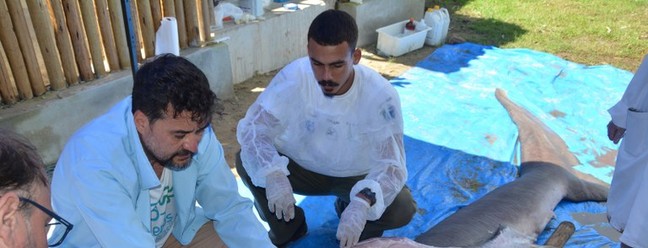 O tubar&atilde;o 'Megaboca' &eacute; de esp&eacute;cie considerada uma das mais misteriosas do planeta &mdash; Foto: Reprodu&ccedil;&atilde;o/UFAL