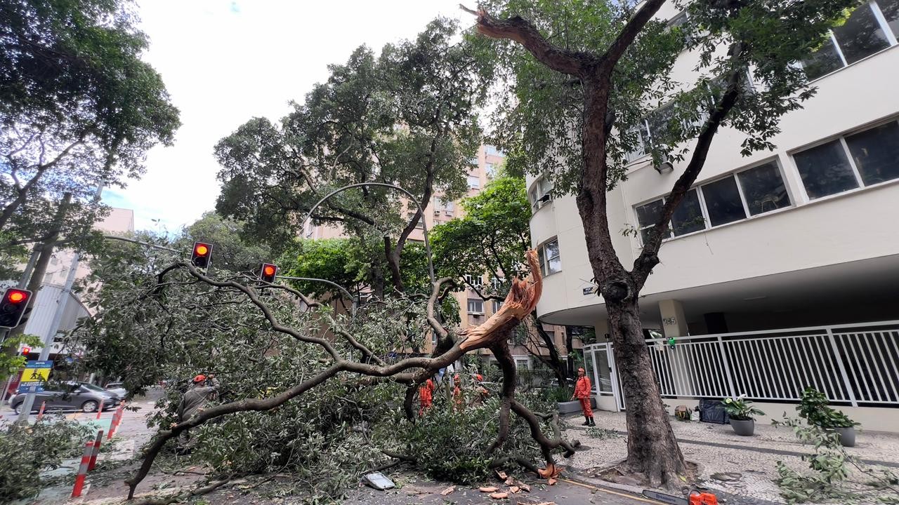 Fallen tree on Calle Brujoes de Carvalho in front of number 245 — Photo: Ana Branco