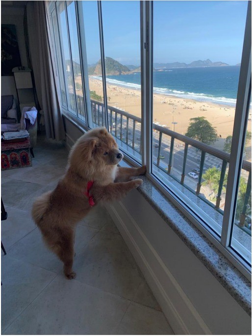 Cachorro da raça chow-chow admira a vista do apartamento de Sabine, que deu golpe milionário na mãe — Foto: Sabine Coll Boghici / Divulgação