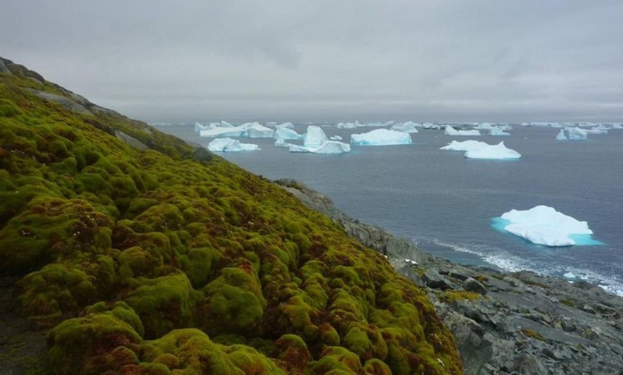 Vegetação crescendo na Ilha Verde, na Península Antártica