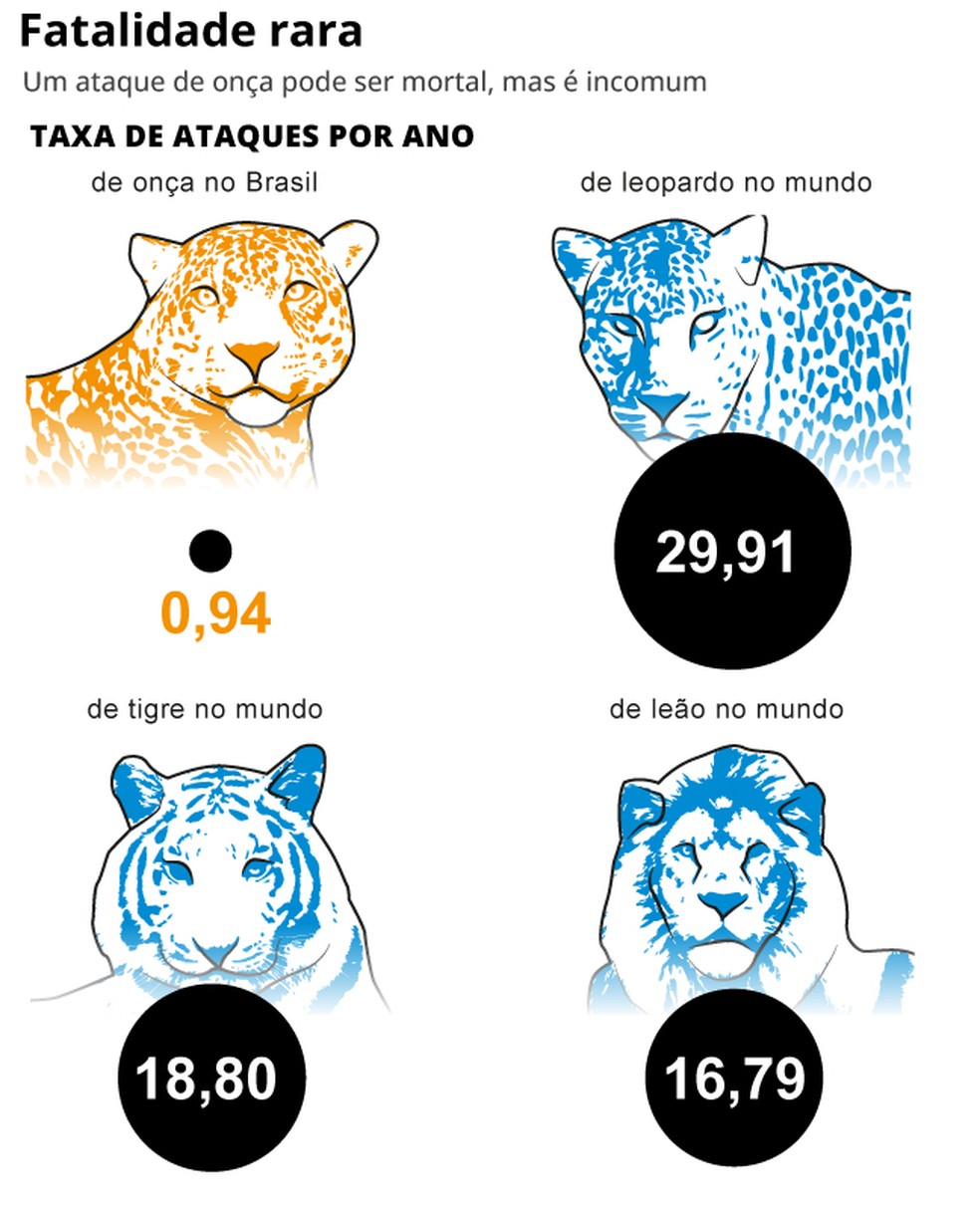 Infográfico mostra taxa de ataques por ano de felinos — Foto: Arte O Globo