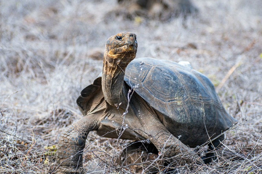 Galapagos様おまとめ Dezenas de tartarugas-gigantes são reintroduzidas em Galápagos, de